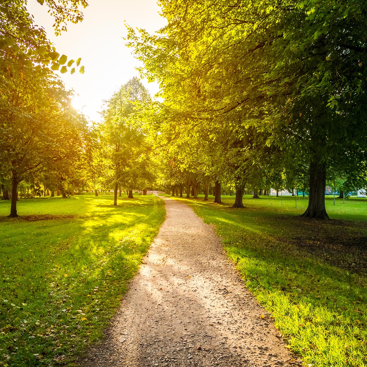 Narrow road in a green grassy field surrounded by green trees with the bright sun in the background